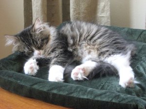 A pillow ift for a Prince of a Kitten.  Notice Max's tuffs of hair on the bottom of his feet.  These tuffs are typical of the Siberian breed.